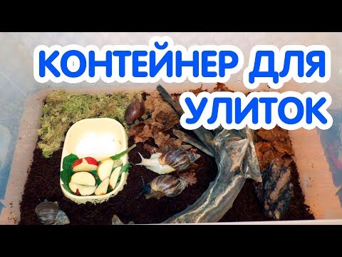 Видео: Контейнер для улиток ахатин. Обустройство контейнера