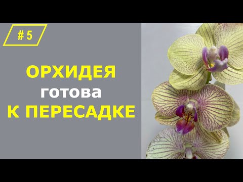 Видео: # 5 Когда купленную орхидею показано пересадить #ПосадкаОрхидей