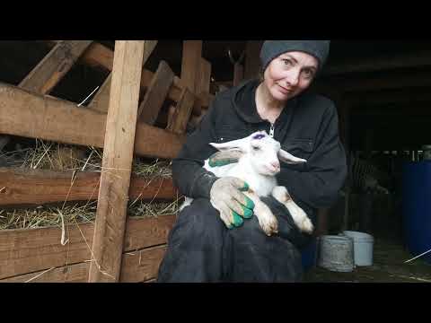 Видео: Стригу козлят,обезроживаю.Позднее обезроживание.Козлёнок умер