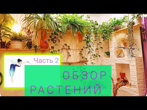 Видео: Обзор растений в зале / часть 2 / 10.2024