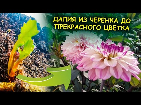 Видео: Георгины посадка и уход. Георгины размножение черенками. Георгины выращивание из черенков. Далия.