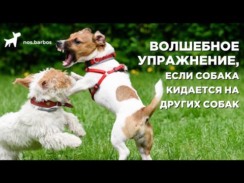 Видео: Волшебное упражнение, если собака кидается на других собак