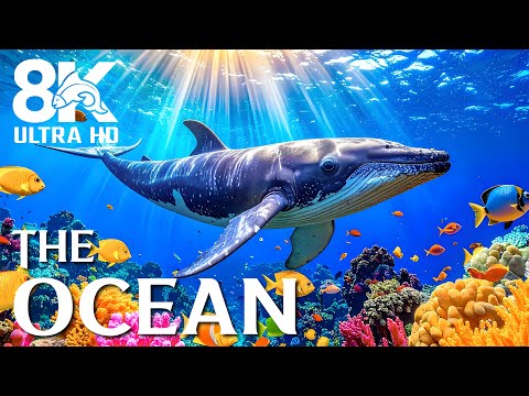 Видео: Удивительное приключение в океане 8K — исследуйте жизнь океана и тропических рыб