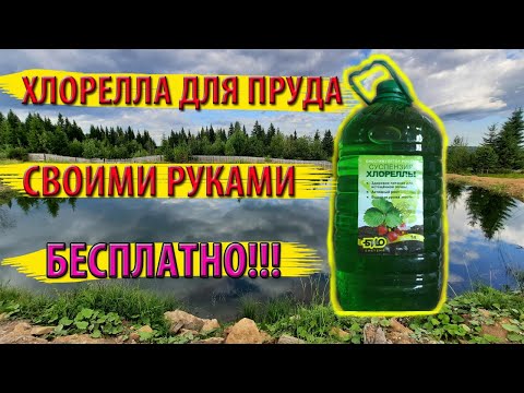 Видео: Выращиваю хлореллу дома. Экономлю на хлорелле!