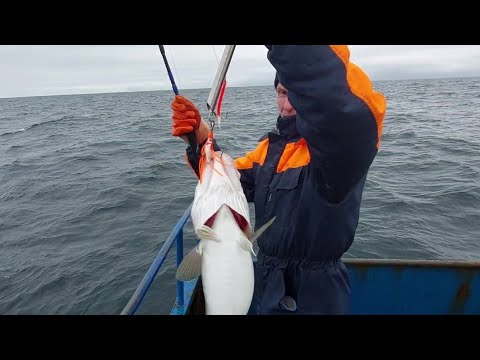 Видео: Рыбалка на треску. (Баренцево море). [Дальние Зеленцы].