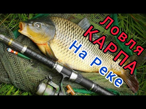 Видео: Ловим Карпа и Карася на реке! На Макушатник и кукурузу!