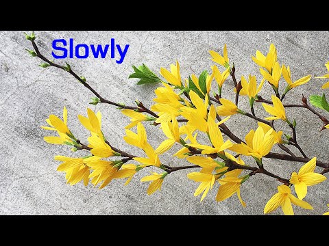 Видео: ABC TV | Как сделать бумажный цветок форзиции из креповой бумаги (медленно) - Учебное пособие