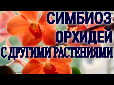 Видео: СИМБИОЗ ОРХИДЕЙ И ДРУГИХ РАСТЕНИЙ! О ЧЕМ ГОВОРЯТ НАШИ ОРХИДЕИ? ОДНА ХОРОШО, А ВМЕСТЕ ЛУЧШЕ!  ОБЗОР!!
