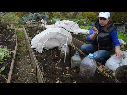 Видео: Как укрыть черенки роз на зиму