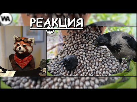 Видео: Вот Почему Мир Должен Бояться Ворон | реакция Red Panda | @watop_ru