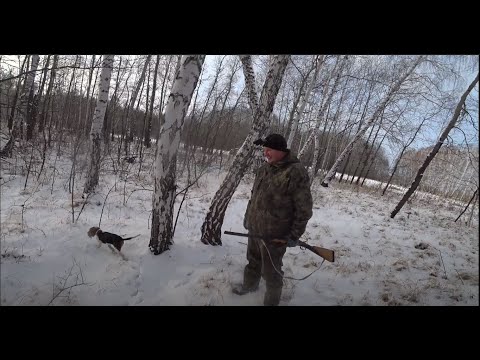 Видео: Первая охота по зайцу у щенка эстонской гончей.