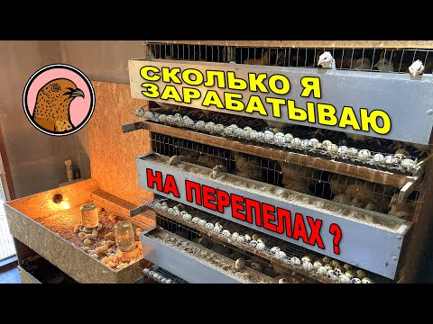 Видео: ВЫГОДНО ЛИ РАЗВОДИТЬ ПЕРЕПЕЛОВ?