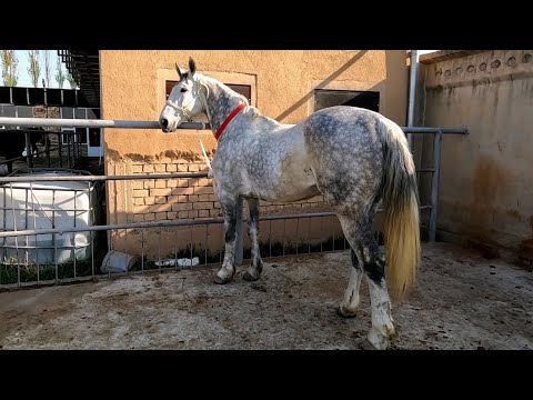Видео: OT BOZOR! HORSE MARKET! PFERDEMARKT! КОННЫЙ РЫНОК! 马场!