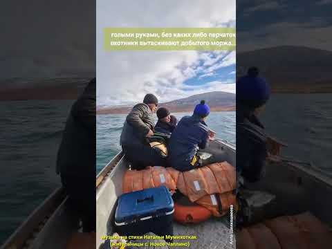 Видео: Всем морзверобоям Чукотки посвящается! 🙏♥️🔥