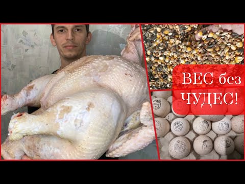 Видео: ИНДЮКИ "ХК"- простая инкубация, кормление и ПРОДАЖА!