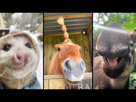 Видео: Cute and funny ANIMALS.🐯 And Some Just Interesting Moments.🐷Videos🔶 Сompilation # 11🔶