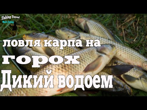 Видео: Ловля карпа на обычный горох. Рыбалка без понтов.