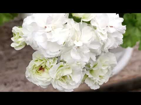 Видео: Обзор Белоцветковых Пеларгонии. Июнь 2025.
