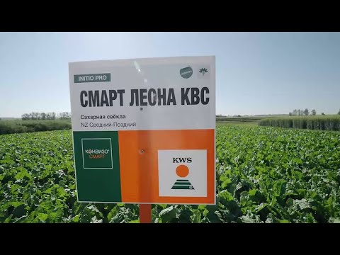 Видео: Обзор СМАРТ-гибридов сахарной свёклы KWS 2022