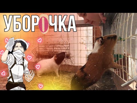 Видео: УБОРКА У МОРСКИХ СВИНОК🤍💫🤷🏻‍♀️