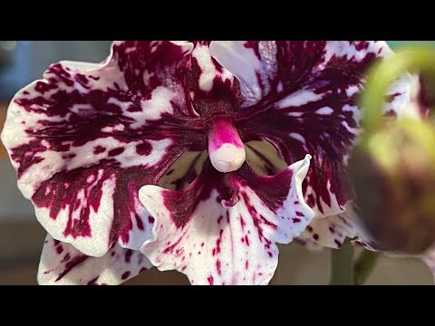 Видео: Декабрь2022 ❄️🤍🦋 Часть3