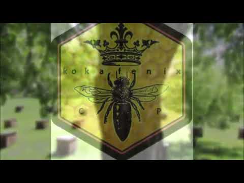 Видео: Жимолость на территории точка.