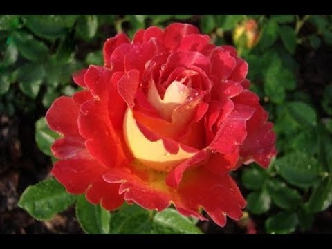 Видео: Обрезка роз 1 г. посадки, мульчирование, обрывать листья. Питомник роз Полины Козловой, rozarium.biz