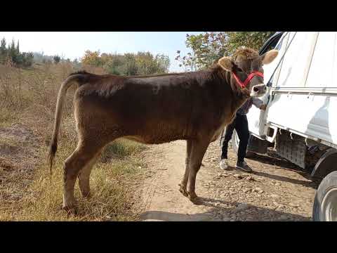 Видео: ЕЛИТА ГНОЧИНИ ХУНИ ШВЕДИДОШТА 904580010. 8 ноября 2025 г.