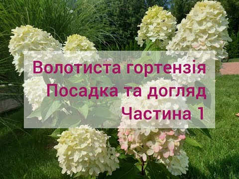 Видео: Догляд за волотистою гортензією. Частина 1 -  посадка та догляд.