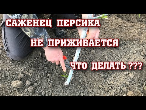 Видео: САЖЕНЦЫ ПЕРСИКА НЕ ПРИЖИВАЮТСЯ... Что делать ???