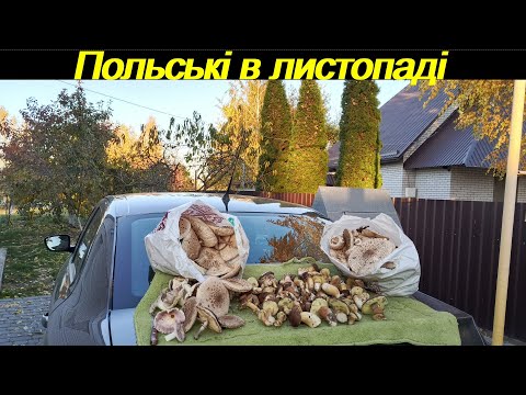 Видео: Польські випадають з кишень, збираємо у спецовку!