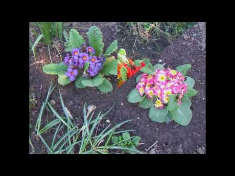 Видео: Посадка примул