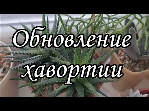 Видео: Как обрезать, обновить хавортию