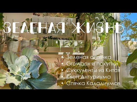 Видео: Зеленая жизнь: готовлю Каладиумы к спячке, моя зеленая аптечка, Growbox Market и покупки.