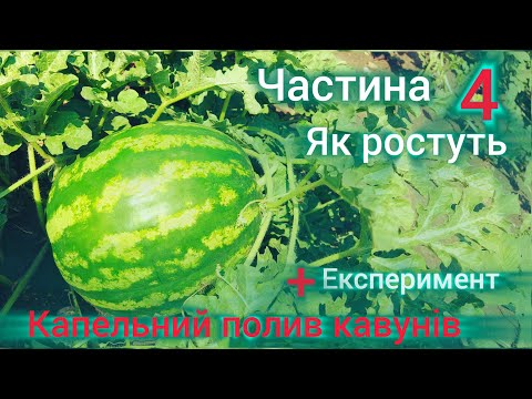 Видео: Капельний полив кавуна ‼️ Частина 4 ‼️ Як росте ❓️Експеримент 🫑🫑🫑❗️❗️❗️
