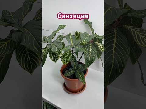 Видео: Санхеция #чайнаяроза  #tearose #plants #цветы #комнатныерастения #flowers