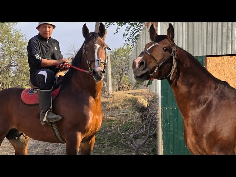 Видео: КЕЛИШКЕН  ТОРУ  КАШКА  ЧЫКТЫ  Алганга Жетишип Калгыла 