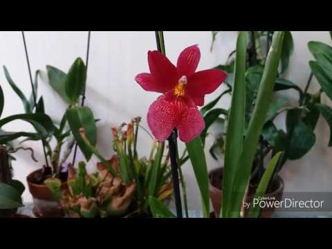 Видео: Орхидеи. Мильтония или Камбрия?