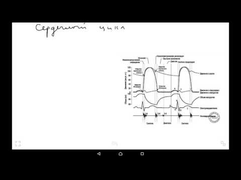 Видео: Сердечный цикл