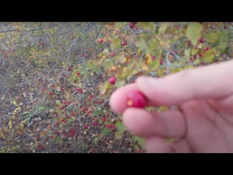 Видео: ВЫЖИВАНИЕ НА ПУСТЫРЕ. поиски еды