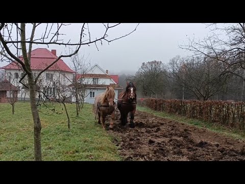 Видео: 📸🔥КОНІ В РОБОТІ🔥ЗІРКА💣І АДЕЛЬ🚜ОРИМО ГОРОД🖼️КОБИЛИ ЯК🚜🚜🚜