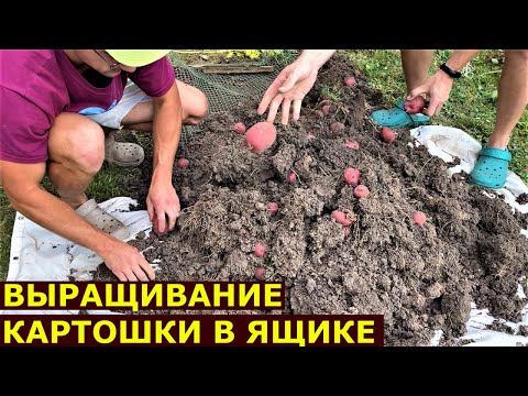 Видео: Картофель рос в ящиках Шарвари пирошка и Скарб