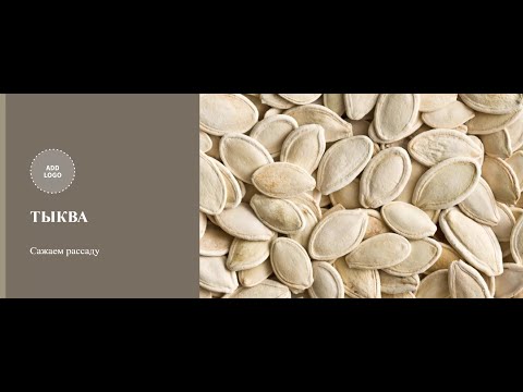 Видео: Как сажать семена тыквы на рассаду. Как сажать тыкву