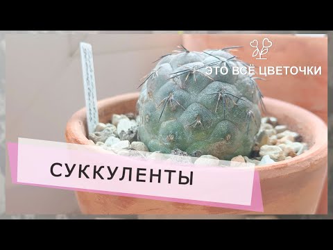 Видео: Эхеверии. Тефрокактус. Мучнистый червец.