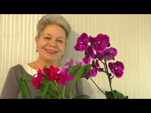 Видео: Как за две недели растут корни Орхидеи 😊 ?? Реанимашка АББА. Ответы на Вопросы Подписчиков💮💐...