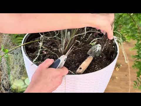 Видео: 3️⃣ СОСТАВЛЯЮЩИХ УСПЕХА выращивания папоротников в домашних условиях. Важные тонкости. 