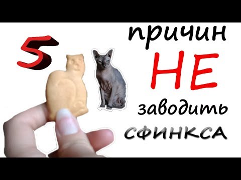 Видео: 5 причин НЕ заводить СФИНКСА! СТРАШНО и ГРУСТНО. ОПЫТ