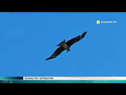 Видео: Қазақстан қорықтары №17. Батыс Алтай қорығы