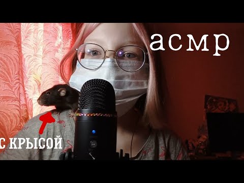 Видео: АСМР С КРЫСОЙ🐀 /асмр болталка/ soft asmr