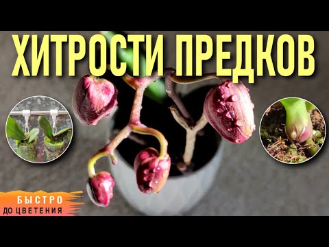 Видео: ❗️ХИТРОСТИ И СЕКРЕТЫ ВЫРАЩИВАНИЯ ОРХИДЕЙ ОТ ПРЕДКОВ! ПОПУЛЯРНЫЕ ВОПРОСЫ ОБ ОРХИДЕЯХ И ОТВЕТЫ НА НИХ!